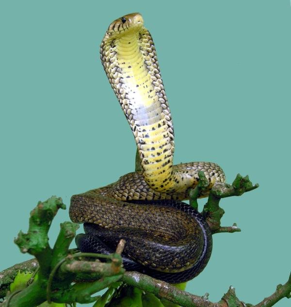 🐍 재팬 스네이크 센터 이미지 1